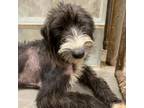 Adopt Curie a Airedale Terrier, Terrier