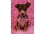Adopt Satin - AVAILABLE 1/31/22 a Terrier, Border Collie