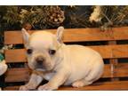 For A Pet Home No Papers Or 2300 With Full AKC Adorably Cute Cream Frenchie Girl Very Outgoing And Playful Not Shy At All Pups Will Have Two Shots And