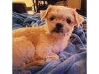 Adopt Grover--APPLICATIONS CLOSED a Shih Tzu, Poodle