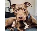 Adopt Tommy a Pit Bull Terrier