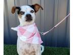 Adopt Holly a Rat Terrier