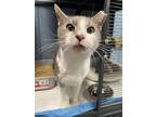 Adopt Peepers a Domestic Short Hair