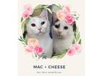 Adopt Mac and Cheese (bonded pair) a Domestic Short Hair