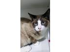 Adopt Sully a Snowshoe