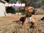 Adopt Gordon a Pit Bull Terrier