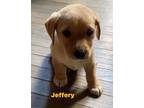 Adopt Jeffery a Labrador Retriever, Corgi