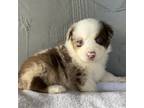 Australian Shepherd Puppy for sale in Clearlake, CA, USA
