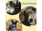 Adopt Charlotte a Siberian Husky