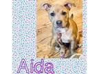 Adopt Aida a Pit Bull Terrier, Boxer