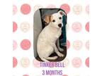 Adopt Tinker Bell a Terrier