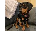 Adopt Frankie a Dachshund, Italian Greyhound
