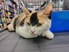 Adopt Shayla a Calico, Extra-Toes Cat / Hemingway Polydactyl