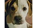 Adopt Kira a Beagle, Pug