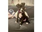 Adopt Grace a Retriever, Pit Bull Terrier