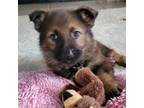 Adopt Rose a German Shepherd Dog, Mixed Breed