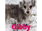 Adopt Gibby a Schnauzer