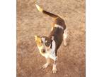 Adopt Priscilla a Australian Cattle Dog / Blue Heeler