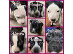 Adopt The A Litter Puppies a Pit Bull Terrier, Labrador Retriever