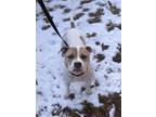 Adopt Cora a Pit Bull Terrier, Boxer