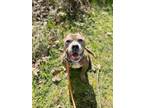 Adopt Mr. Happy a American Staffordshire Terrier
