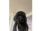 Adopt Rocky a Goldendoodle