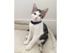 Adopt Kelso a Tabby