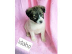 Adopt IDAHO (ID# A00010) a Border Collie, Australian Shepherd