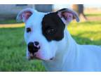 Adopt Tipsy a American Staffordshire Terrier