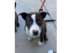 Adopt Cassie a Black - with White Pit Bull Terrier / Mixed dog in Chula Vista