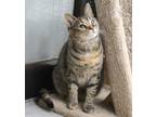 Adopt Cherry Blossom a Brown Tabby Domestic Shorthair / Mixed (short coat) cat