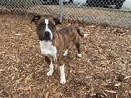 Adopt ANNA a Brindle American Pit Bull Terrier / Mixed dog in Charlotte
