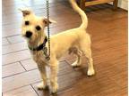 Adopt HANS a White Cairn Terrier / Mixed dog in Ft Lauderdale, FL (33678010)