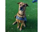 Adopt HENLEY a Tan/Yellow/Fawn Retriever (Unknown Type) / Mixed dog in San