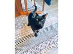 Adopt Smokey a All Black Domestic Shorthair (short coat) cat in Ridgewood