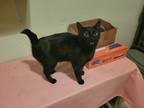 Adopt Cinder a All Black Domestic Shorthair (short coat) cat in Albuquerque