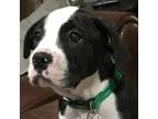 Adopt JOEY a Black - with White Pit Bull Terrier / Mixed dog in Doylestown