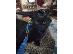 Adopt NICK a All Black Domestic Shorthair / Mixed (short coat) cat in
