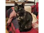 Adopt Pearl a Tortoiseshell Domestic Shorthair / Mixed cat in Brooklyn