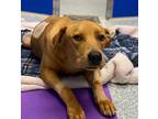 Adopt NEVADA* a Brown/Chocolate Labrador Retriever / Mixed dog in Tucson