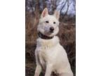 Adopt Snow White a White Husky / Mixed dog in Fort Worth, TX (33677716)