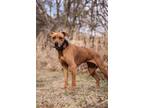 Adopt Chiara a Red/Golden/Orange/Chestnut Black Mouth Cur / Mixed dog in Fort