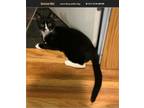 Adopt Tom a Black & White or Tuxedo Domestic Shorthair (short coat) cat in