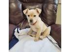 Adopt Pecan a Tan/Yellow/Fawn Pit Bull Terrier / Shepherd (Unknown Type) / Mixed