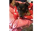 Adopt Lassie a Black Australian Cattle Dog / Mixed dog in Santa Paula