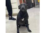 Adopt Matilda a Black Pit Bull Terrier dog in Oak Bluffs, MA (33672475)