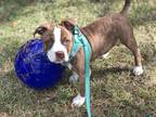 Adopt Janet a Brindle - with White Catahoula Leopard Dog / Mixed Breed (Medium)
