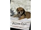 Adopt Prince Eric a Brown/Chocolate - with Black Labrador Retriever dog in