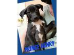 Adopt Prince Henry a Black - with White Labrador Retriever / Blue Heeler dog in