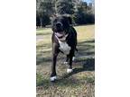 Adopt Maddie a Black American Pit Bull Terrier / Mixed dog in Palm Coast
